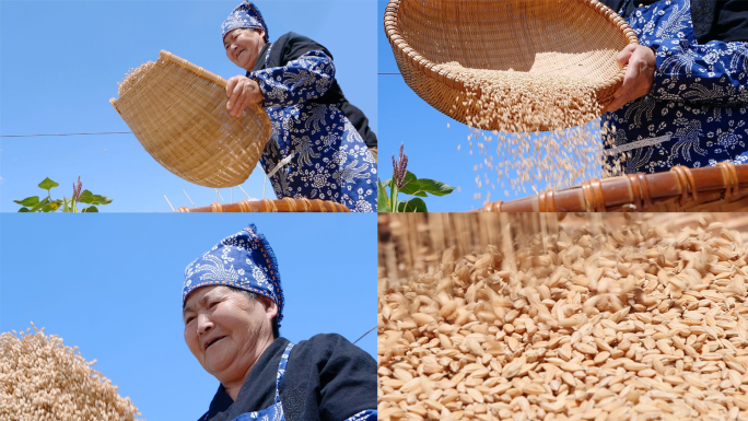 筛谷子 水稻 稻谷