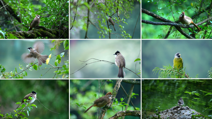 鸟小鸟自然森林树林鸟儿飞翔