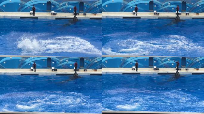 4K原创 虎鲸跳出水面