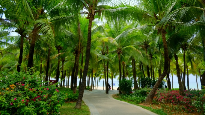 海南三亚 椰树沙滩 海边椰子树 林荫小路