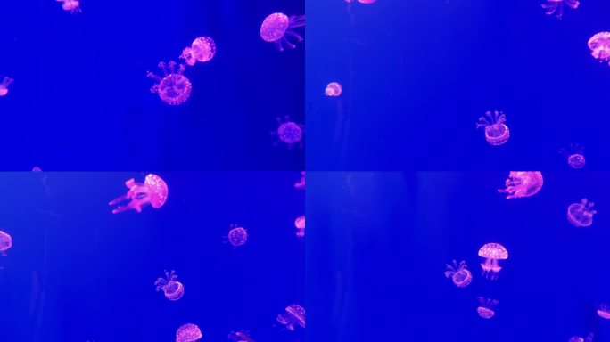 4K原创 一群水母在海底世界里游动