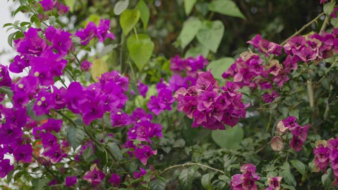 美丽花朵