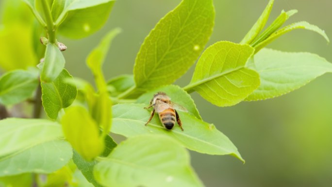 春天蜜蜂采蜜雄峰工蜂昆虫