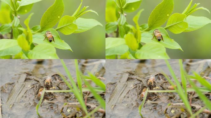 春天蜜蜂采蜜雄峰工蜂昆虫