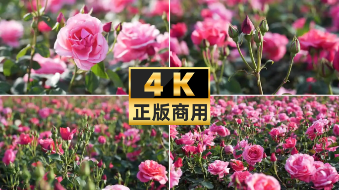 4K月季春天温暖阳光下的鲜花盛开唯美惊艳