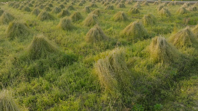 航拍麦草垛