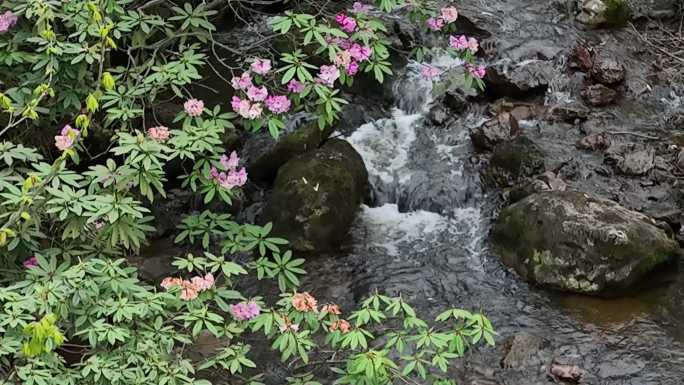 瓦屋山国家森林公园杜鹃花航拍素材