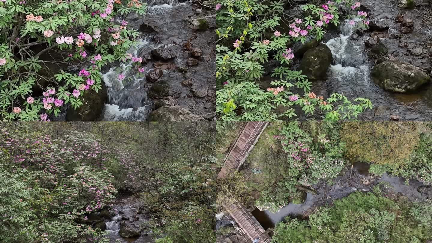 瓦屋山国家森林公园杜鹃花航拍素材