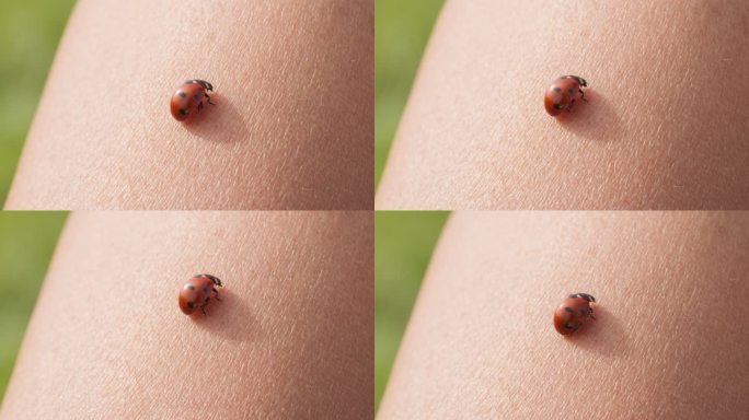 春天在人类皮肤上休息的七星瓢虫昆虫