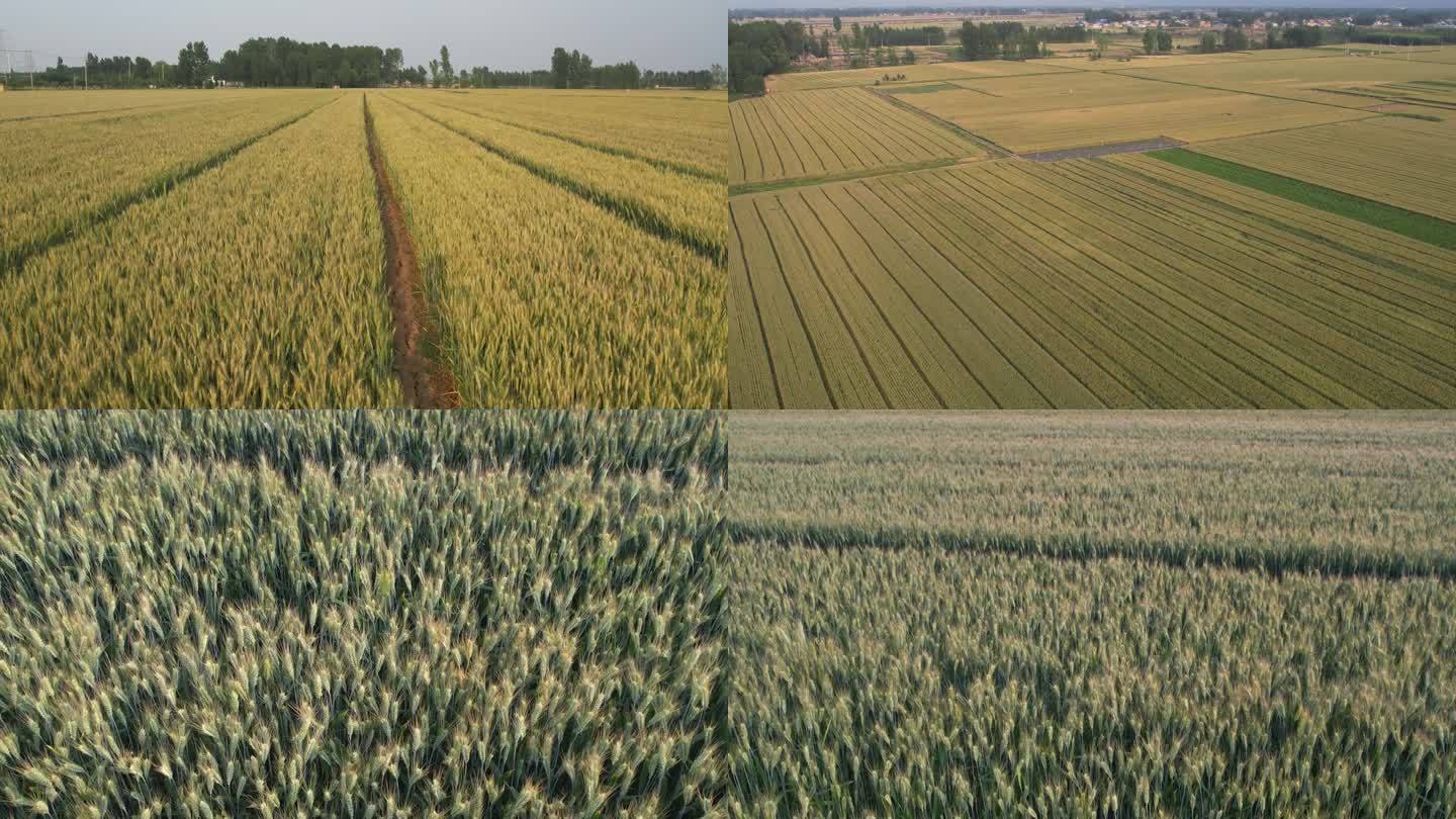 麦子小麦麦穗灌浆期成熟期 麦穗 麦尖麦田