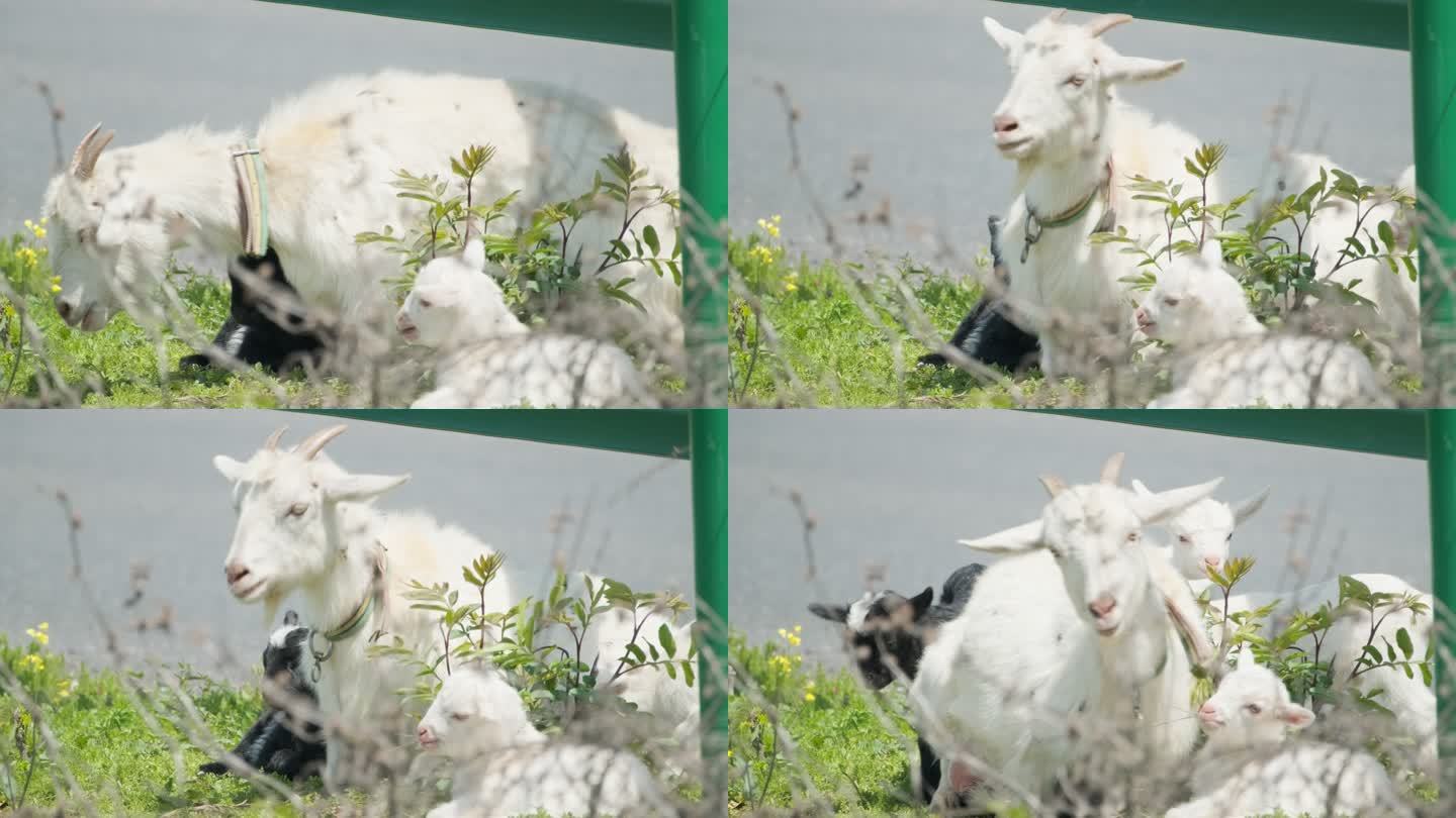 春天山羊妈妈带着小羊羔吃草