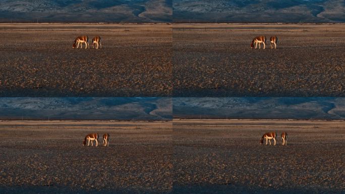 西藏旅游风光金色夕阳下野驴