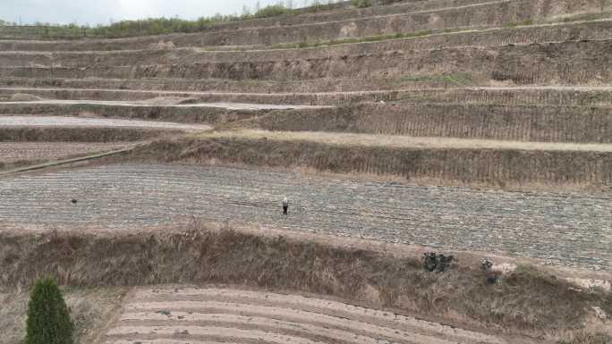 农民工在地里除草