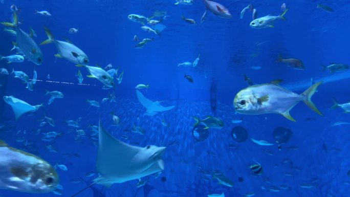 4K原创 海底世界各种鱼群