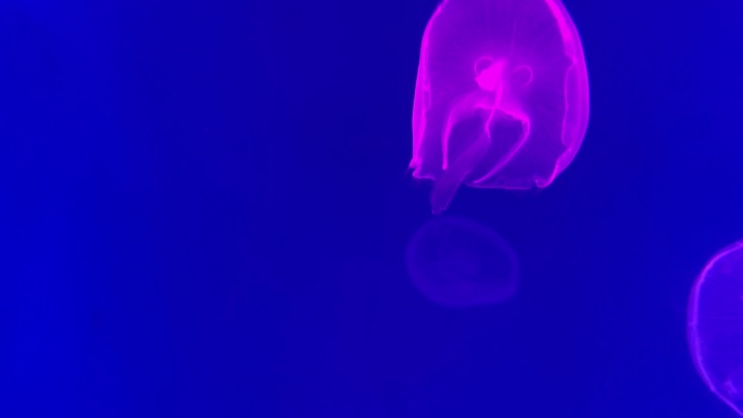 4K原创 水母唯美蓝色