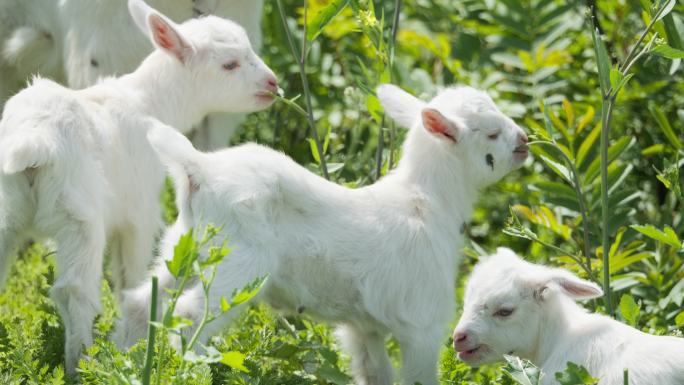 春天小羊羔吃草动物畜牧业山羊绵羊