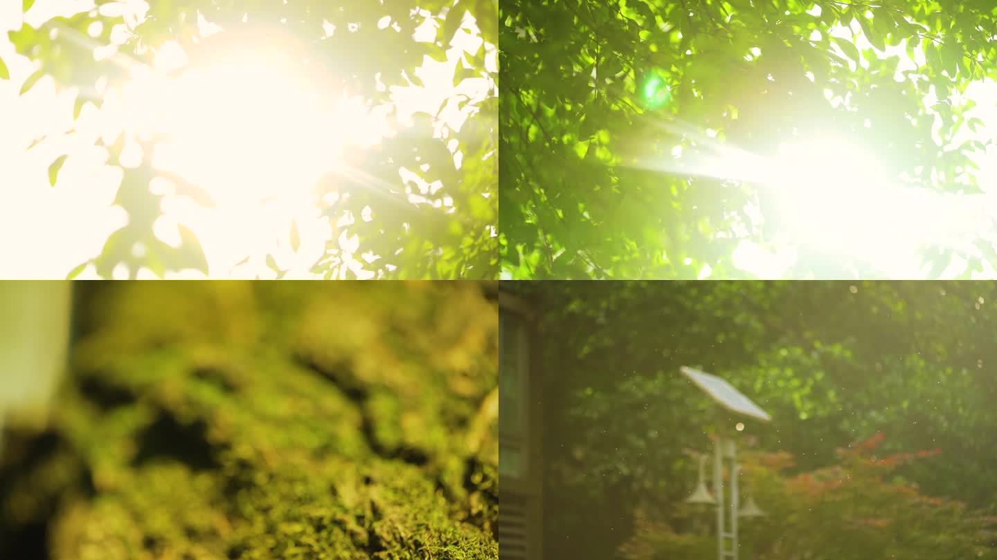 夏日午后阳光温暖温馨阳光穿透树叶空镜头
