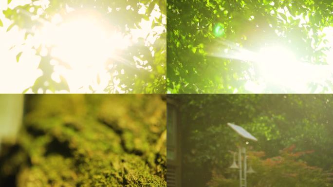 夏日午后阳光温暖温馨阳光穿透树叶空镜头