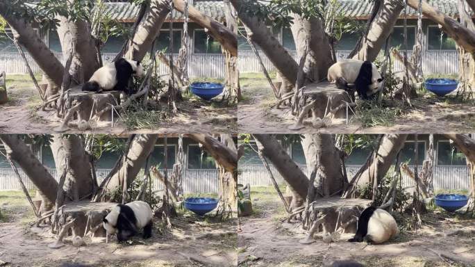 玩耍的熊猫