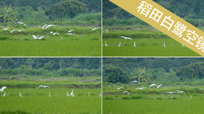 白鹭稻田白鹭湿地生态环境群鸟飞翔