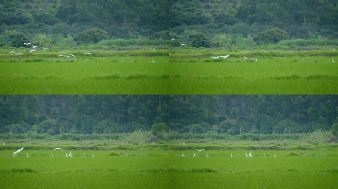 白鹭稻田白鹭湿地生态环境群鸟飞翔