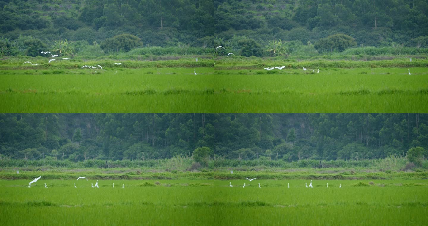 白鹭稻田白鹭湿地生态环境群鸟飞翔