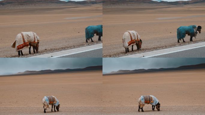西藏旅游风光寒冷冬季高原马匹身裹棉被