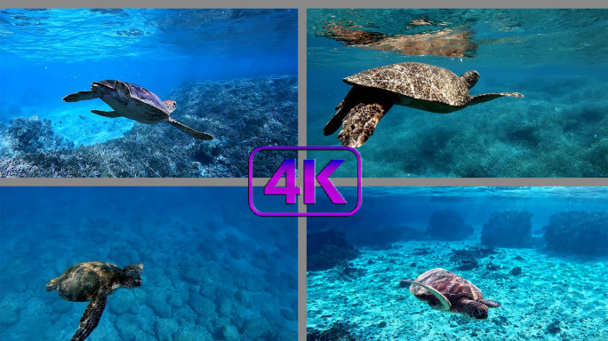 海龟玳瑁海底潜水海底世界