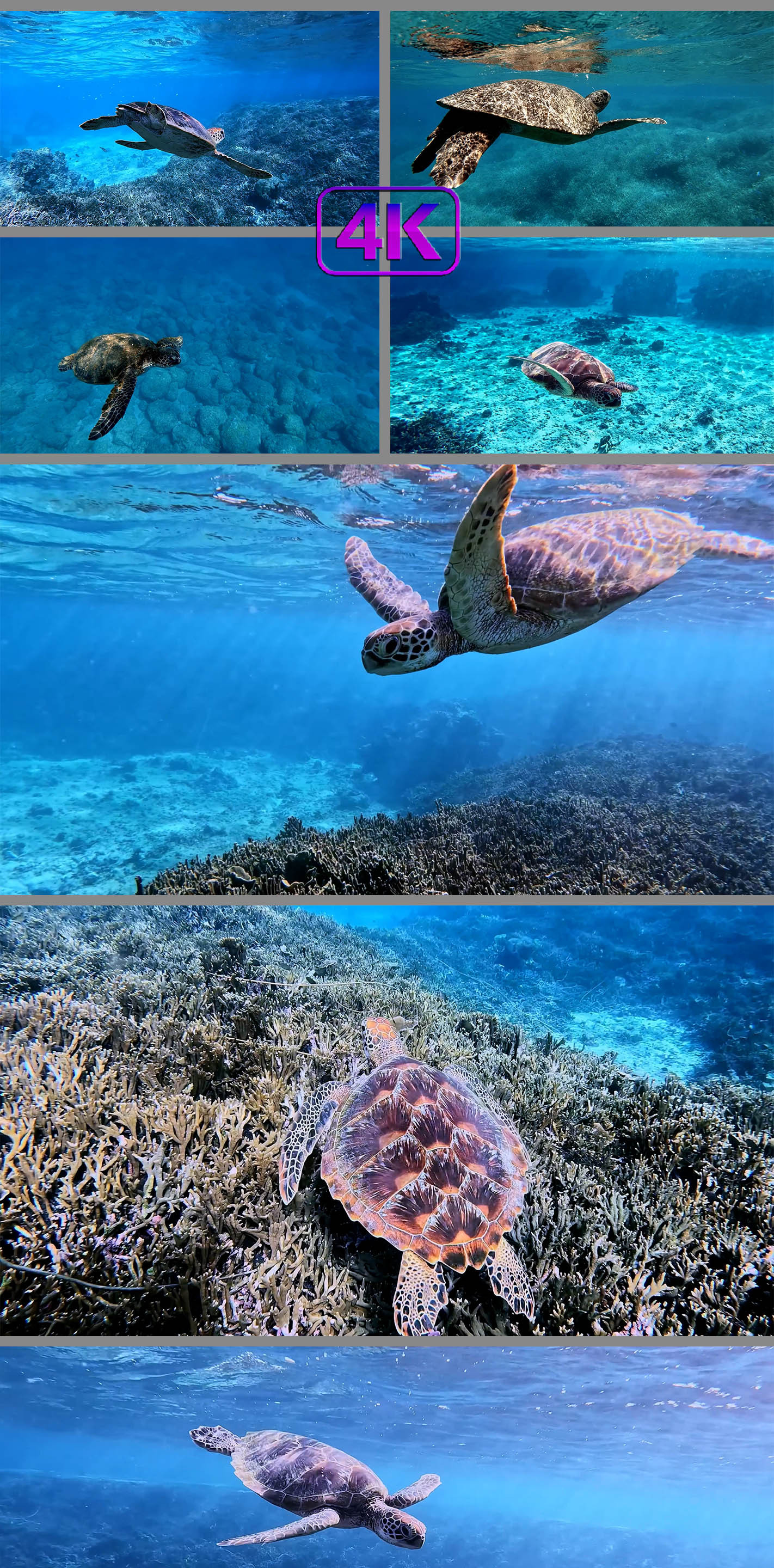 海龟玳瑁海底潜水海底世界