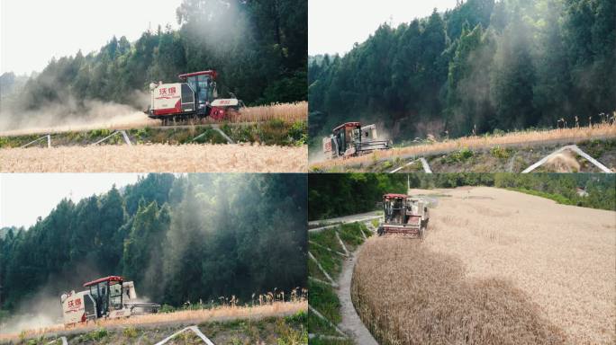 现代农业 小麦 收割 丰收农村