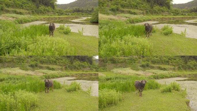 河道草坪放养的水牛丨HLG原素材