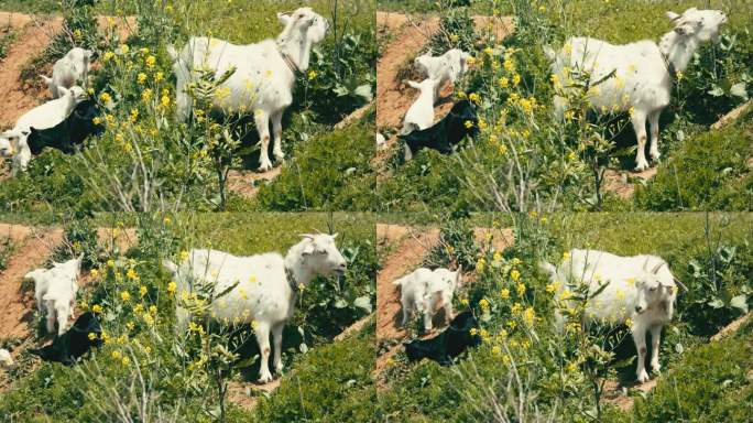 春天山羊妈妈带着几只小羊羔畜牧