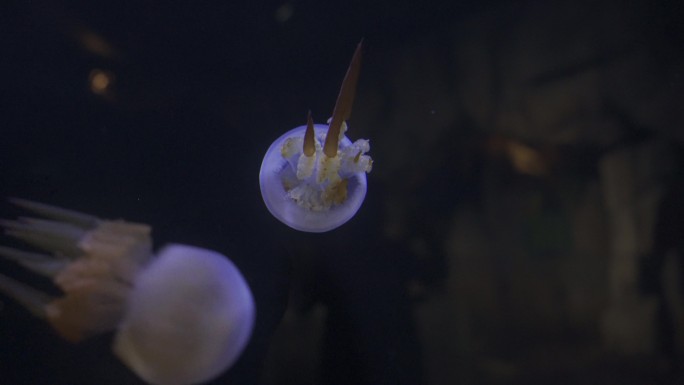 单只可爱小水母漂浮