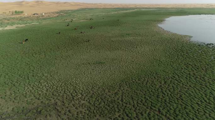 大漠绿洲牛羊成群