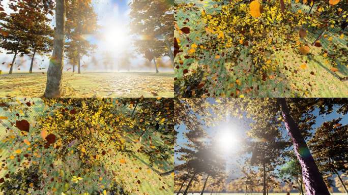 秋天阳光照耀下随风缓慢飘落的树叶