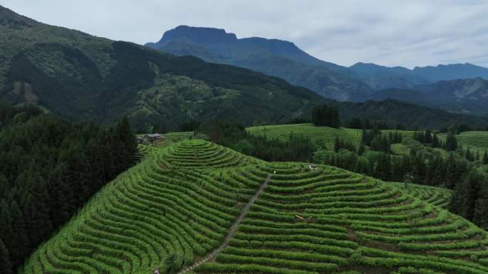 洪雅瓦屋山镇复兴村生态茶山航拍素材