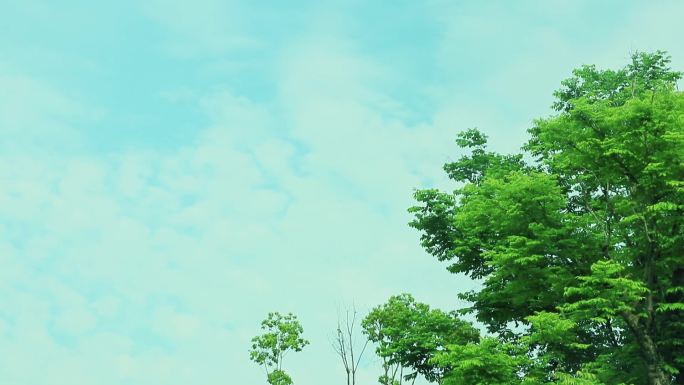 蔚蓝天空 白云 绿叶 树枝