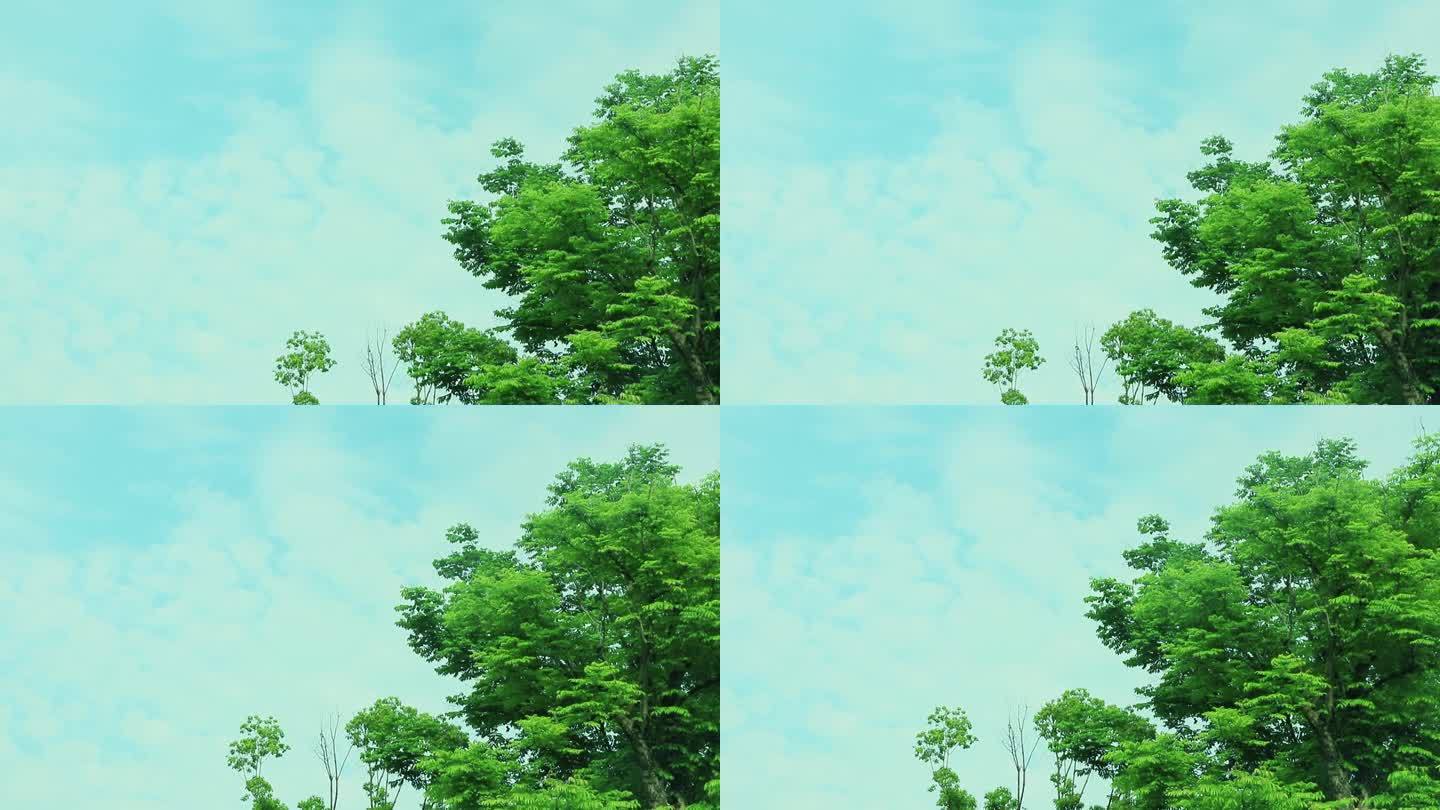 蔚蓝天空 白云 绿叶 树枝