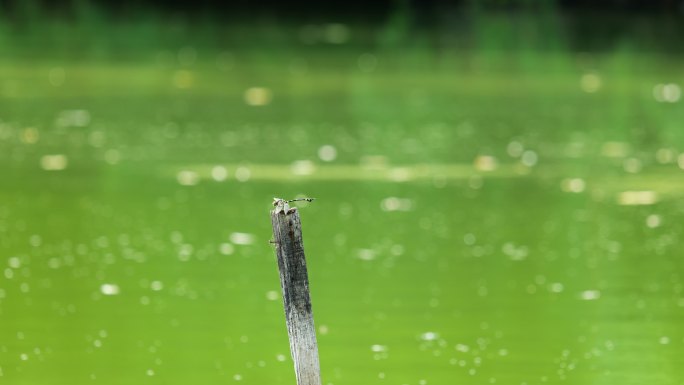 夏天池塘里木棍上的蜻蜓蝉鸣