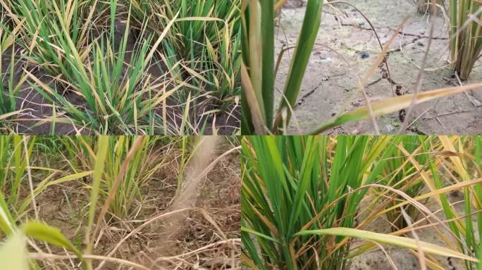 干旱水稻田水稻苗干枯病虫害干旱缺水干涸