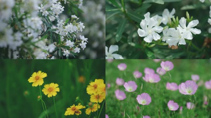 唯美花特写和小清新鲜花阳光