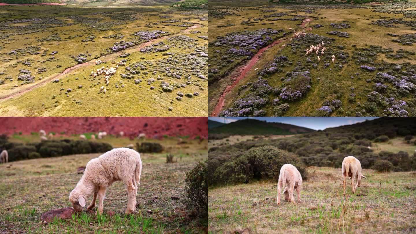 羊吃草羊吃奶山上的羊4K