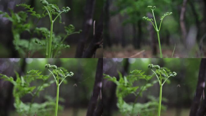 东北野生蕨菜