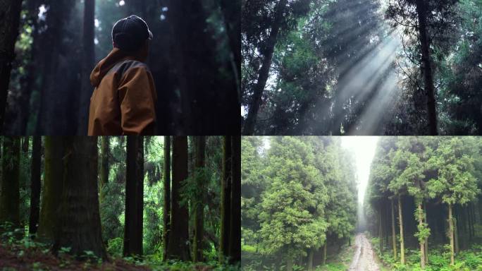 探索自然森林大自然探险家树林徒步户外自然