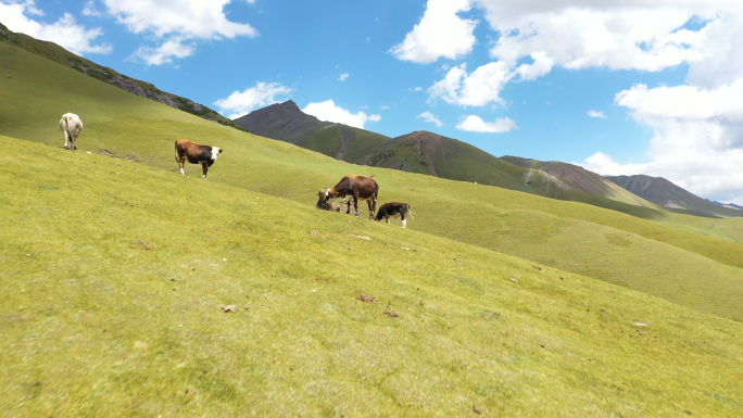 山坡上的牛群4K实拍