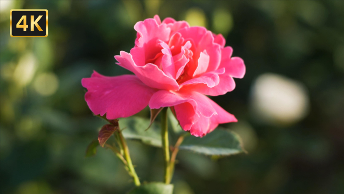 4K唯美月季花月季花园玫瑰花开多彩月季