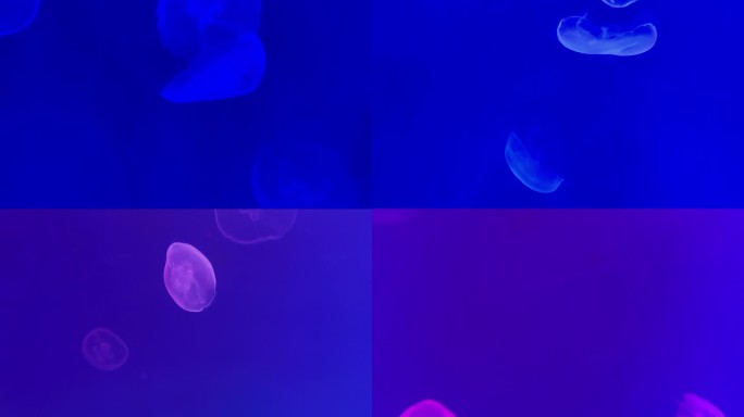 4K原创 水母漂浮海底世界