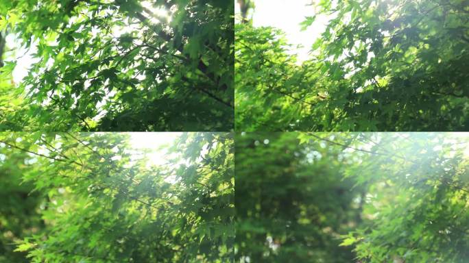 清晨阳光穿过鸡爪槭 丁达尔效应 绿叶枫树
