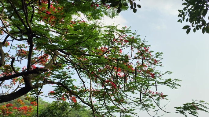 树花天空