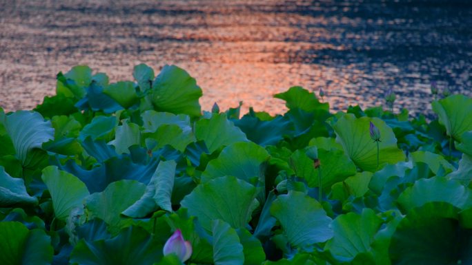 荷塘月色  黄昏夕阳湖面倒影 落日余晖